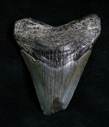 Bargain Megalodon Tooth - Peace River, FL #6076
